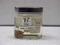 藏品(蛇首高鰭鰕虎)的圖片